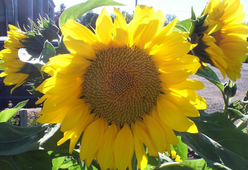 A Garden Delights Sunflower A Garden Delights Sunflower